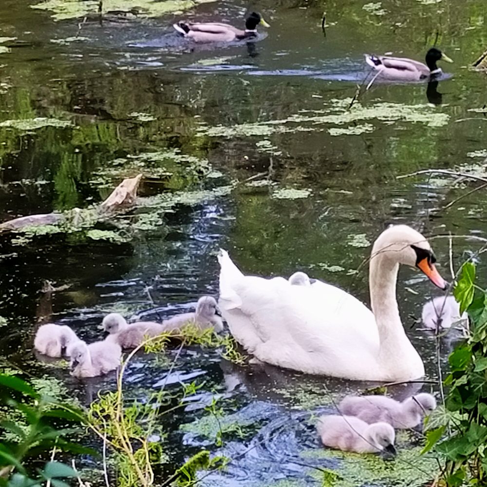 Temporada de cisnes