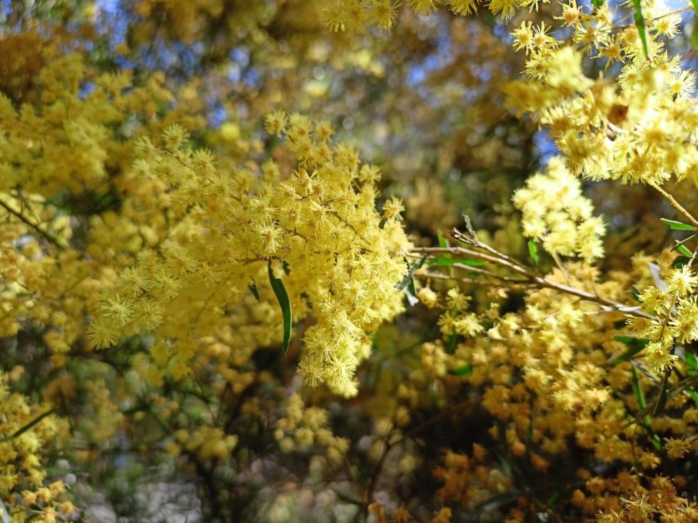 Acacia y celebración en Australia