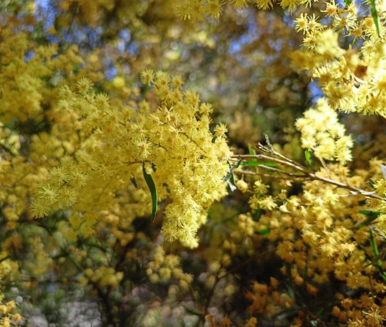 Acacia y celebración en Australia