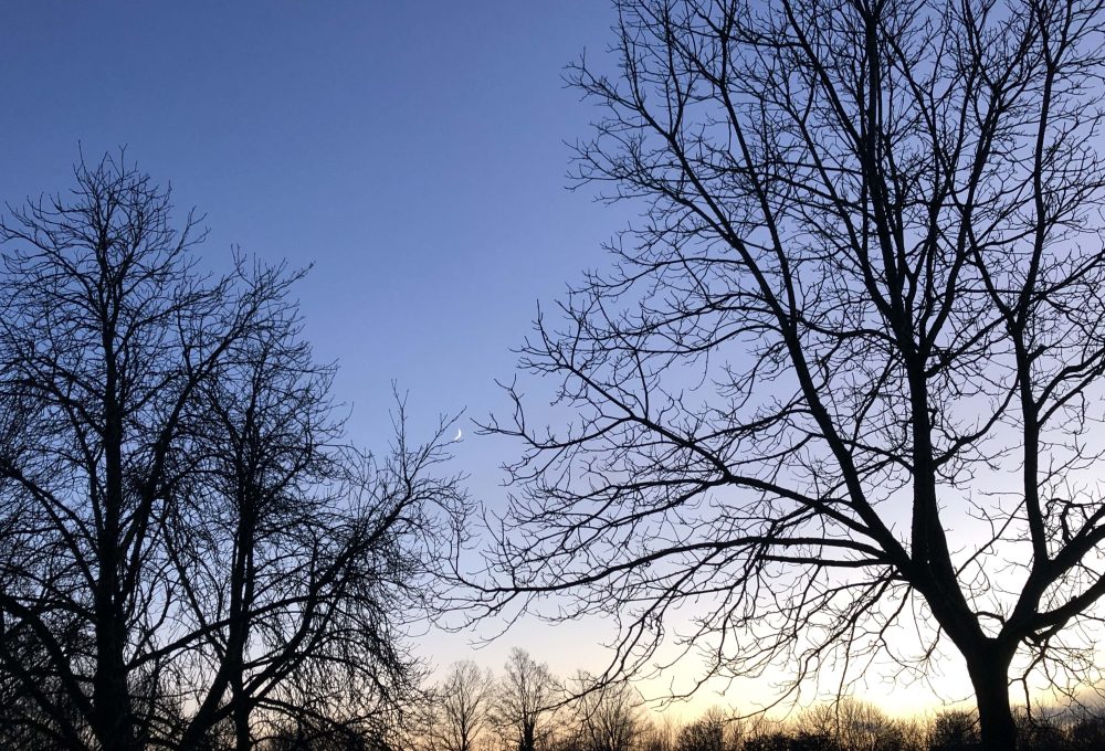 Árboles despidiendo el invierno