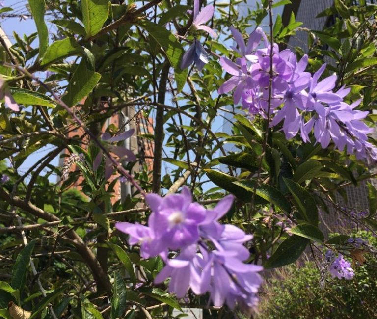 Jacarandas americanas