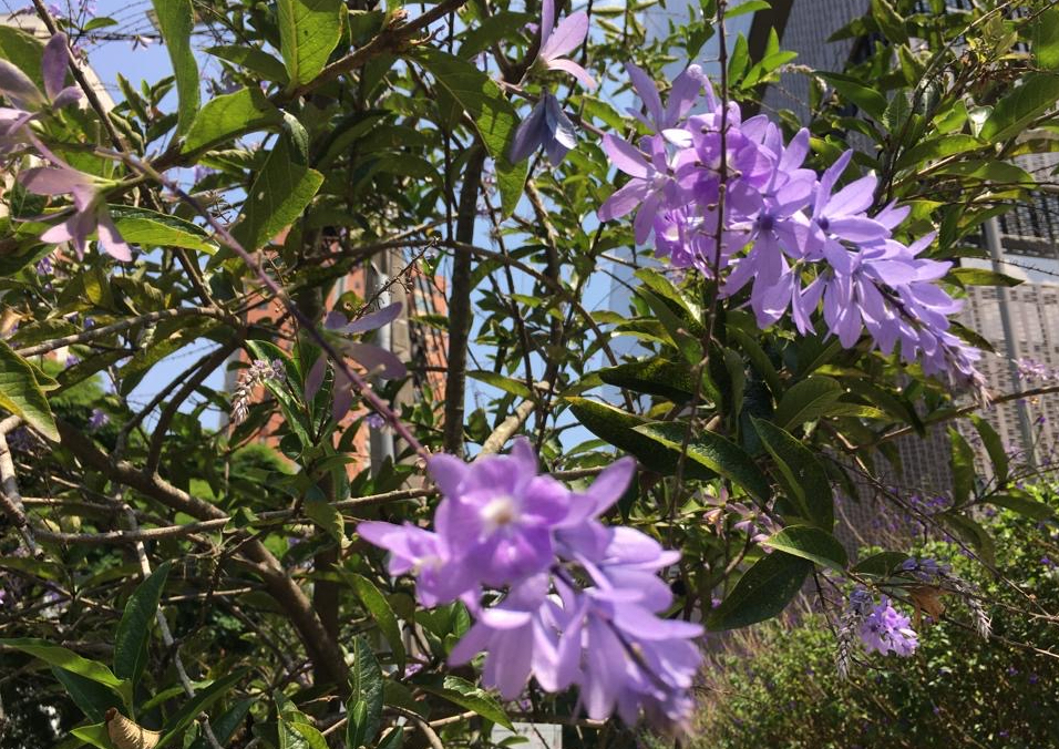 Jacarandas americanas