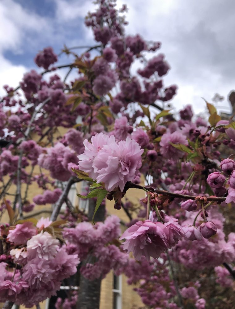 Abril, cerezos mil