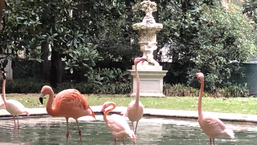 Arquitectura y flamencos inesperados en Milán