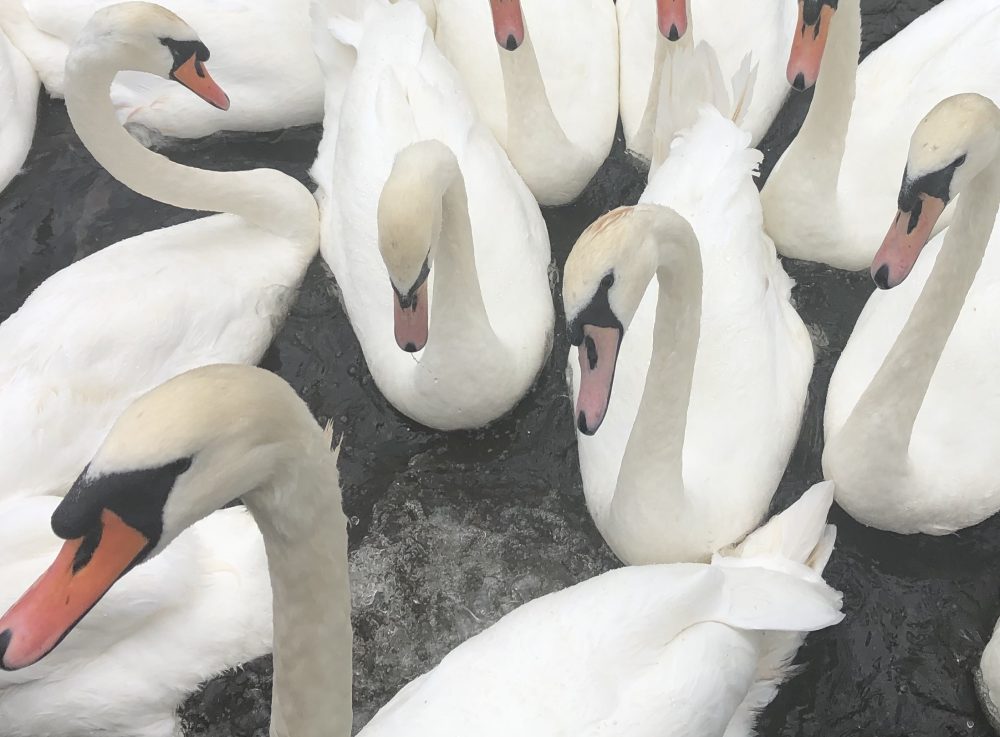 Fotografía cisnes blancos £2.40