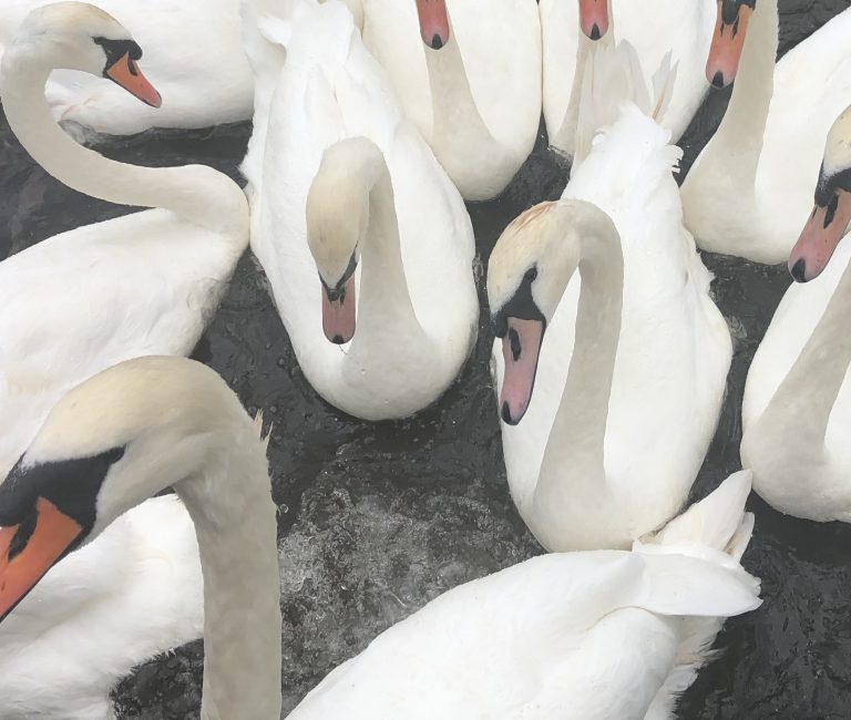 Fotografía cisnes blancos £2.40